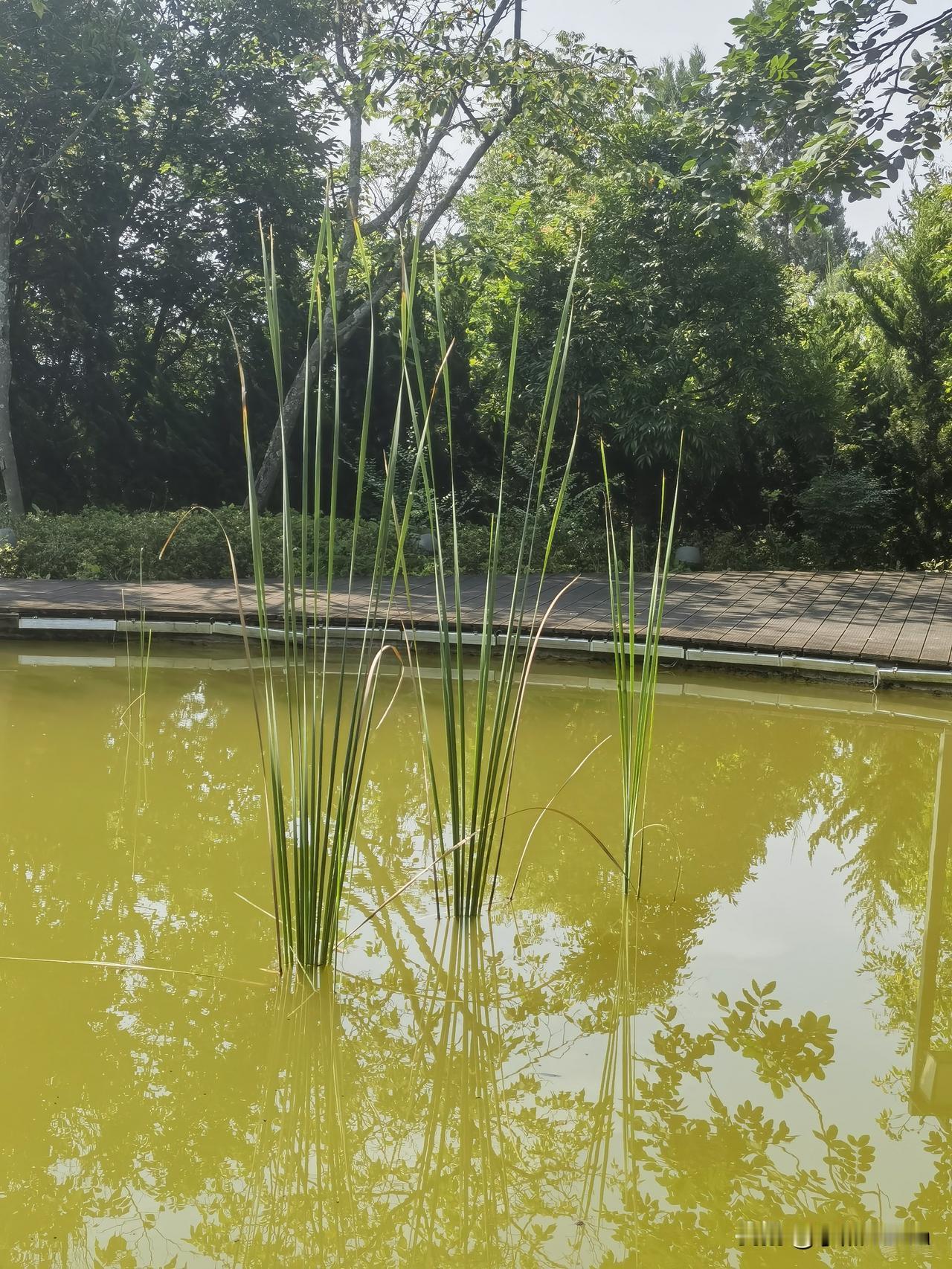 上联：夏雨荷花艳，下联才子请秋风树叶枯。
