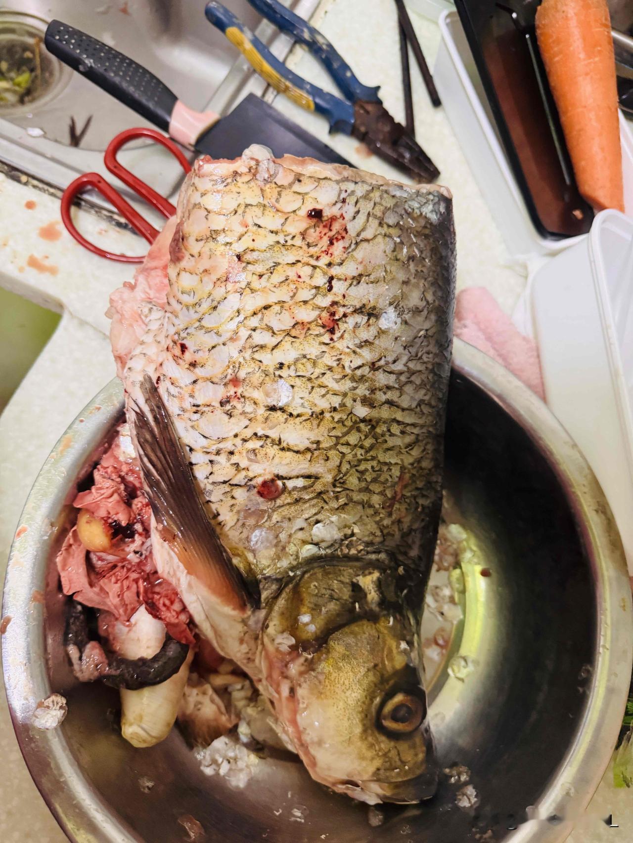 收拾一个大鱼头，剪子、餐刀都用上了。

过年的时候，女儿买了一太条野生鱼，美中不