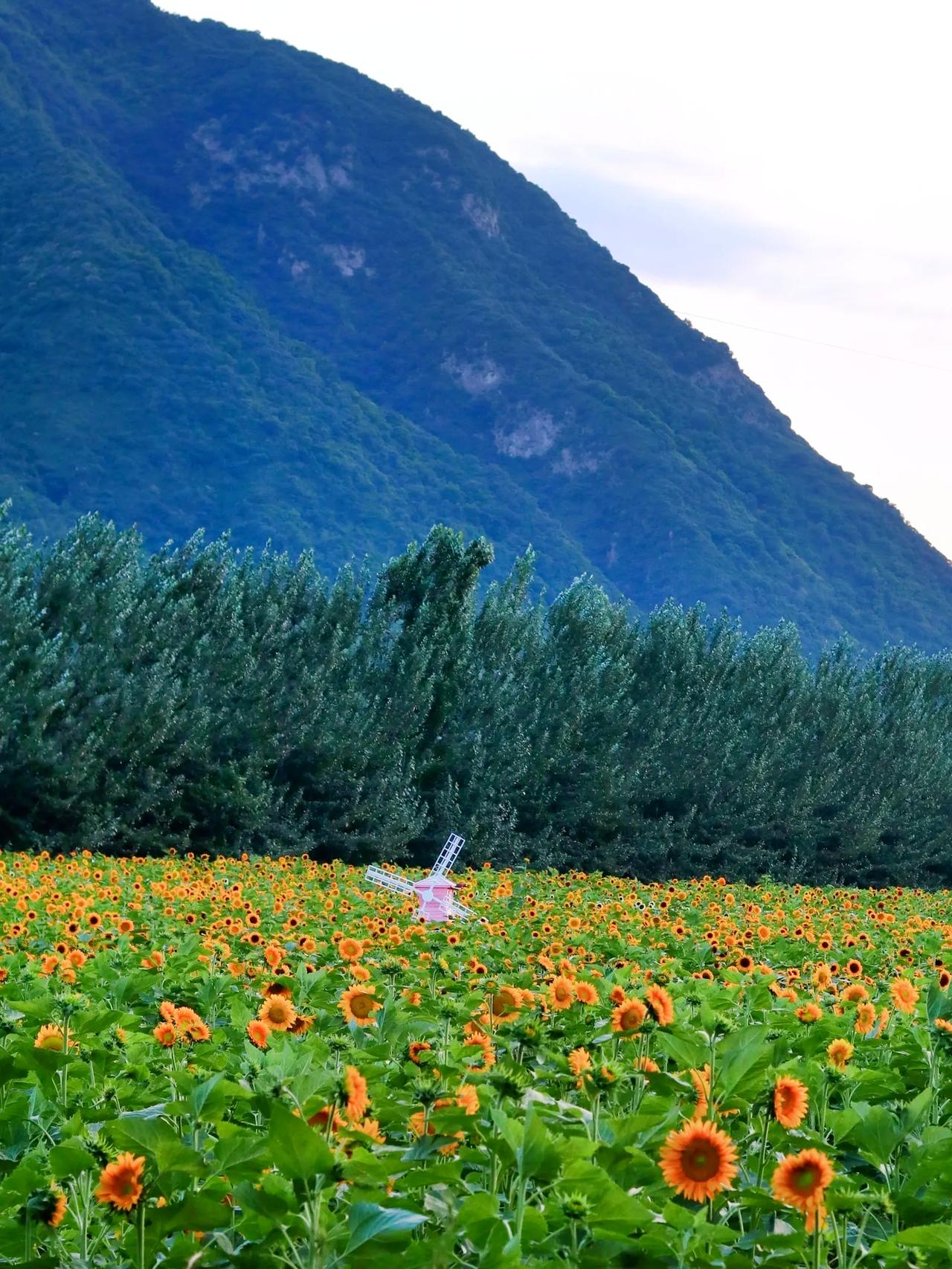 秦岭山脚下的向日葵花海开了  太美了！周末去哪玩 好看的花一定要分享给你 #治愈