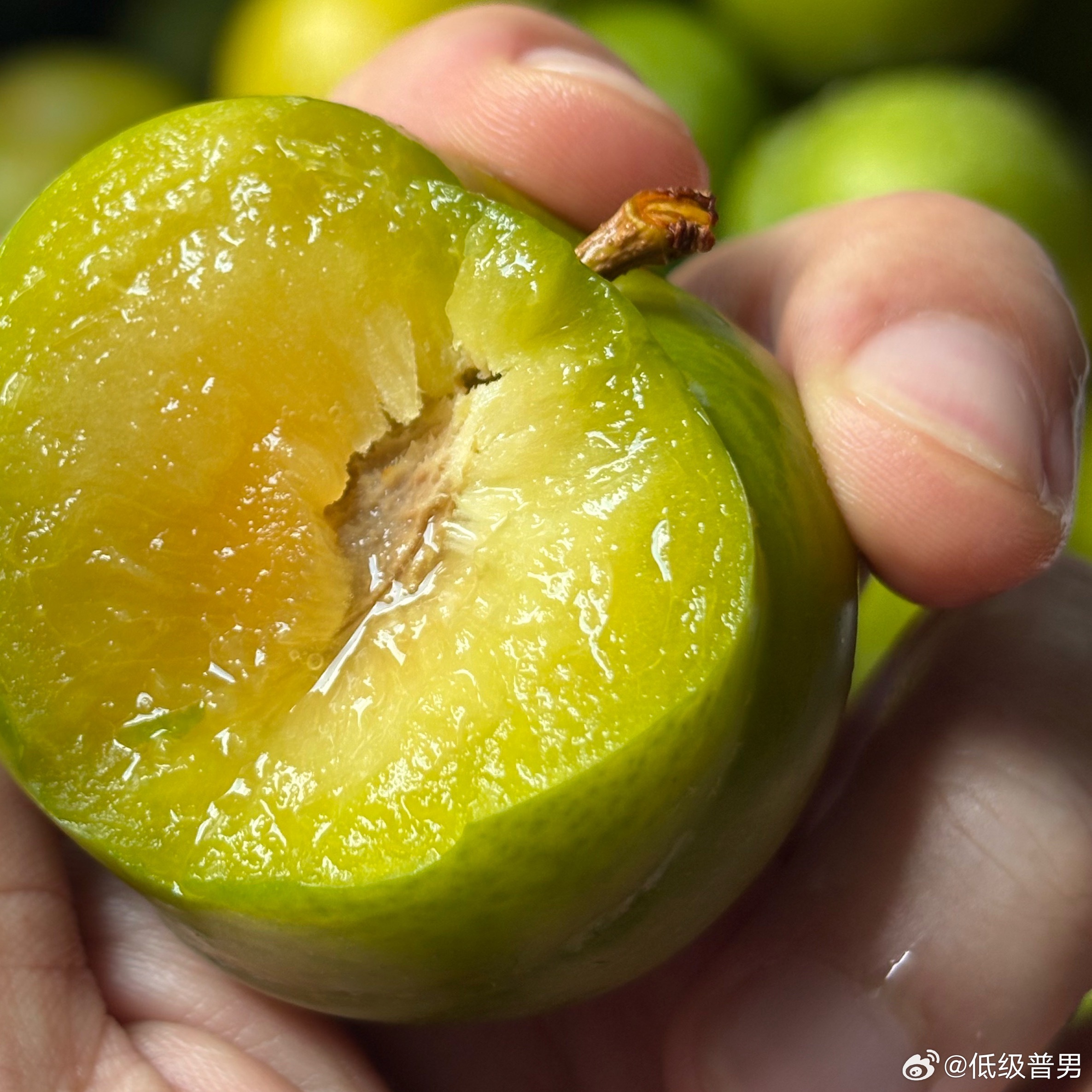 我最近收到的李子超级多，除了蜂糖李还有凤凰李，这个蜂糖李真的秒了一切！又大又甜又