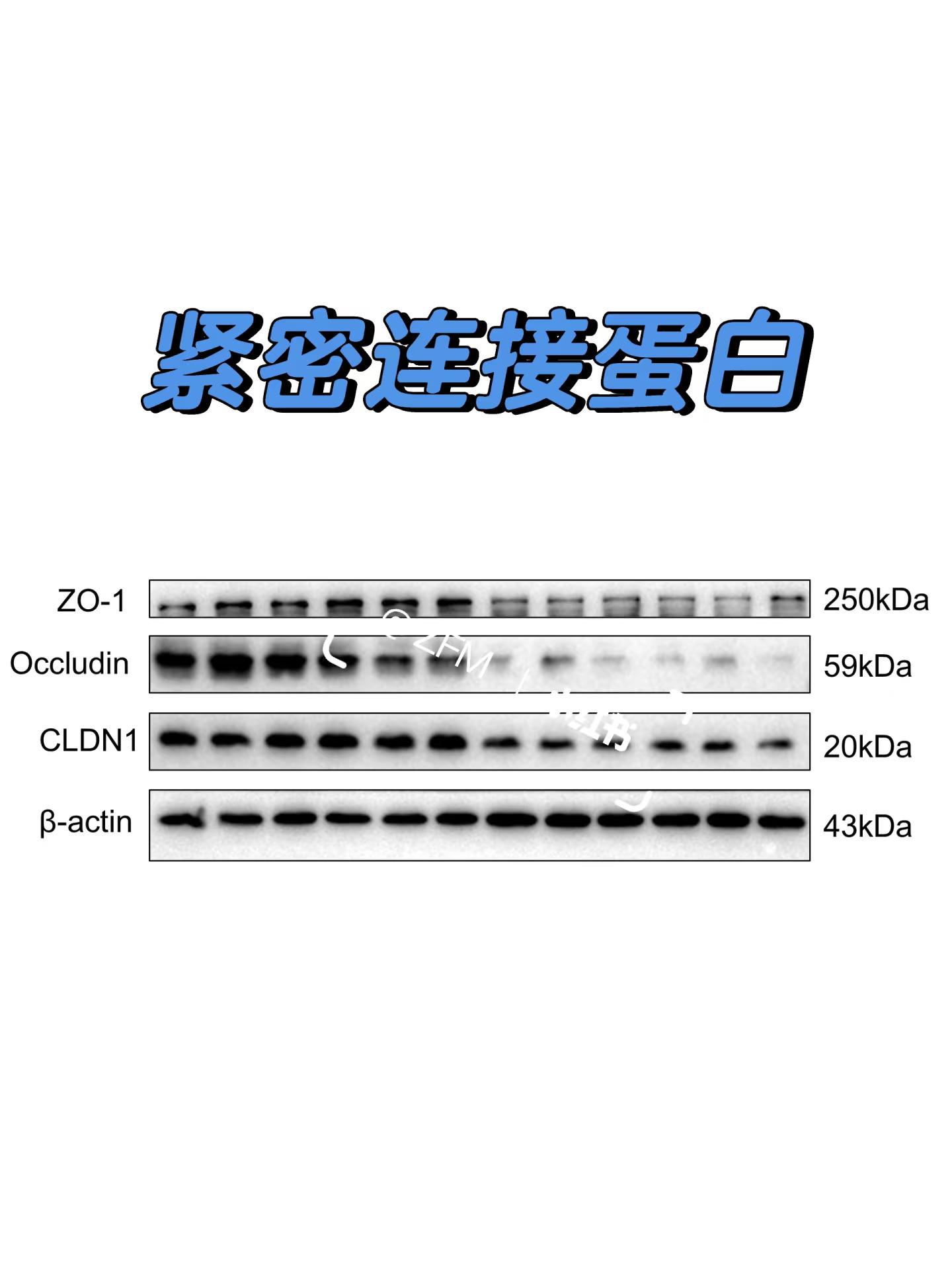 肠组织紧密连接蛋白WB实验分享～