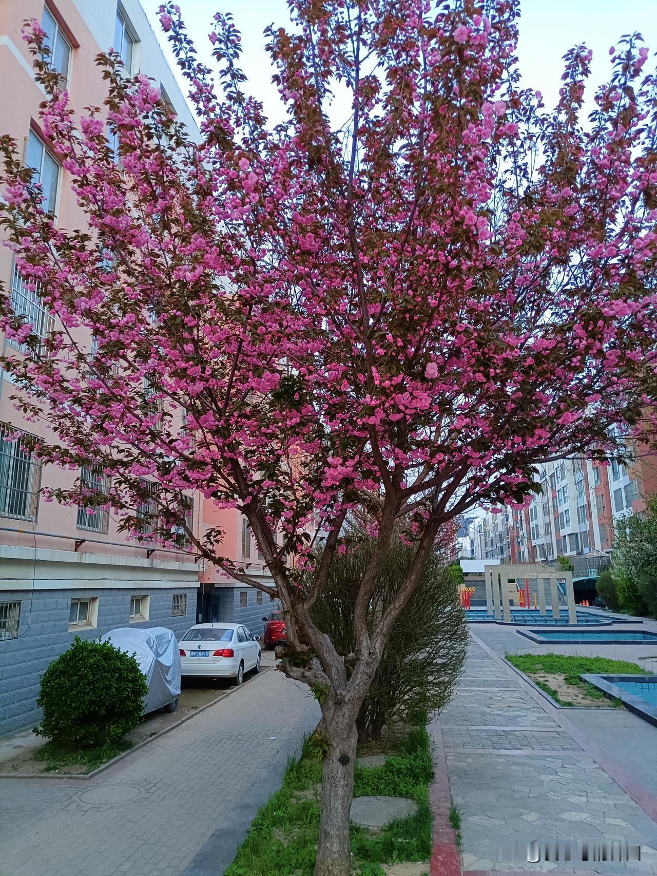 瞬泉小区里，这株晚樱开得轰轰烈烈。粉云般的花团缀满枝头，把寻常的楼群都染成了温柔