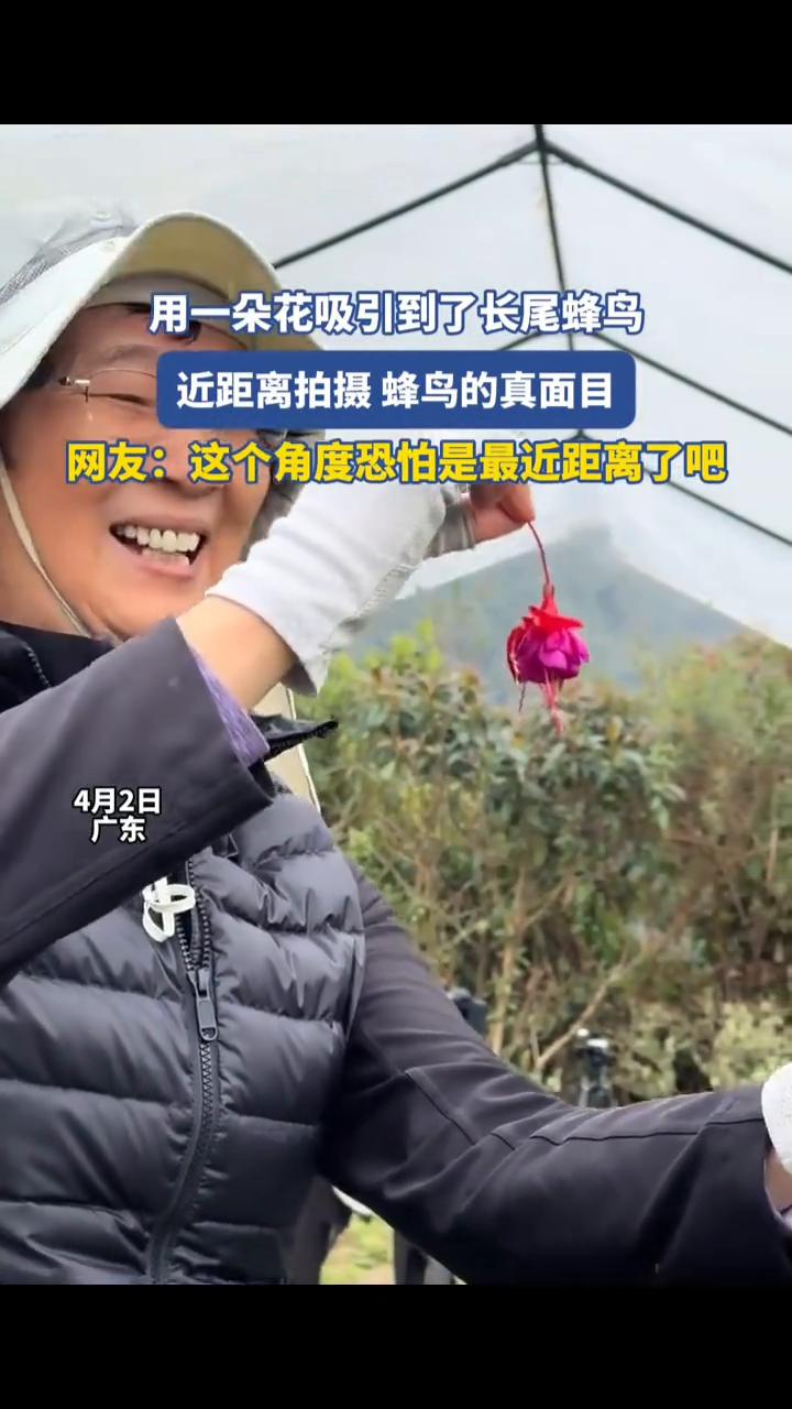 用一朵花吸引到了长尾蜂鸟，近距离拍摄蜂鸟的真面目。
网友：这个角度恐怕是最近距离