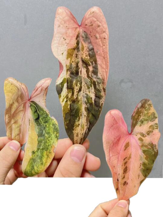 出了趟远门，回来看到这一幕天都塌了！