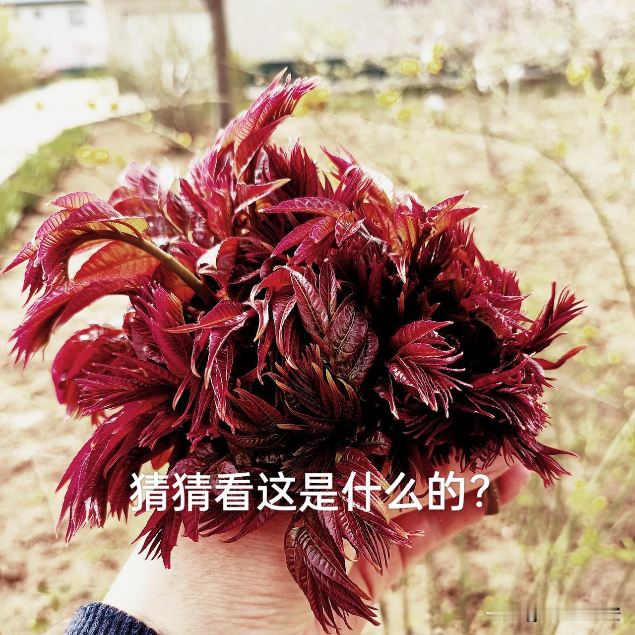 庆阳人的田园美居，风景与希望共存。首先猜猜看，图一是什么？几乎每个农户家里，到桃