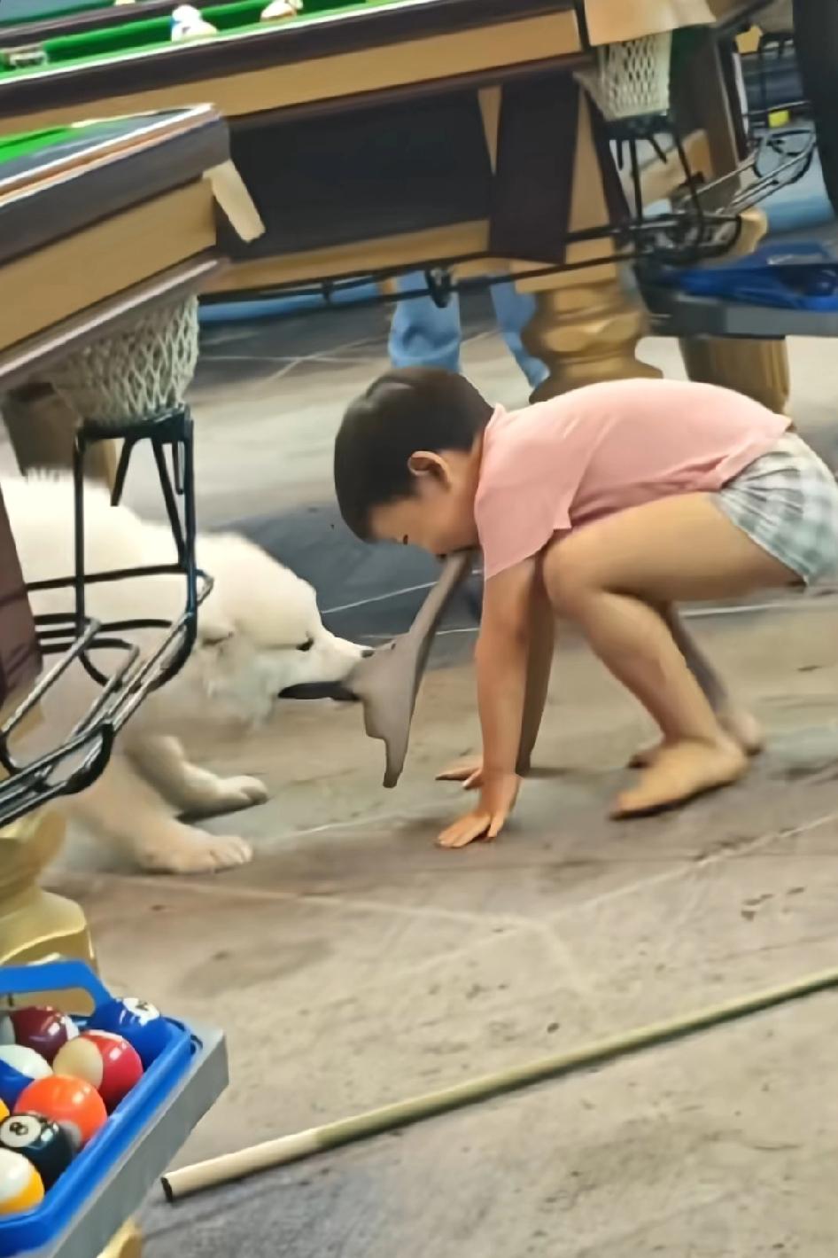 世子之争，向来如此，长大以后敬一杯小时候的自己，叼着老爸的拖鞋跟狗子拔河
要不是