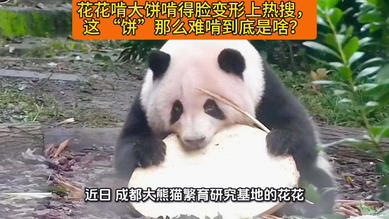 成都大熊猫繁育研究基地的花花最近因为一段啃大饼视频火了！视频里它抱着圆形大饼啃得