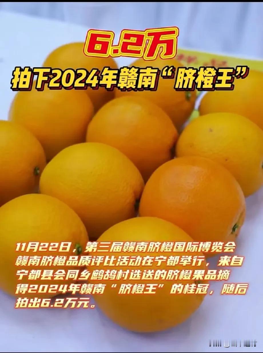 昨日，宁都县举办的赣南脐橙博览会，2024年赣南脐橙王拍出了6.2万，这些收入将