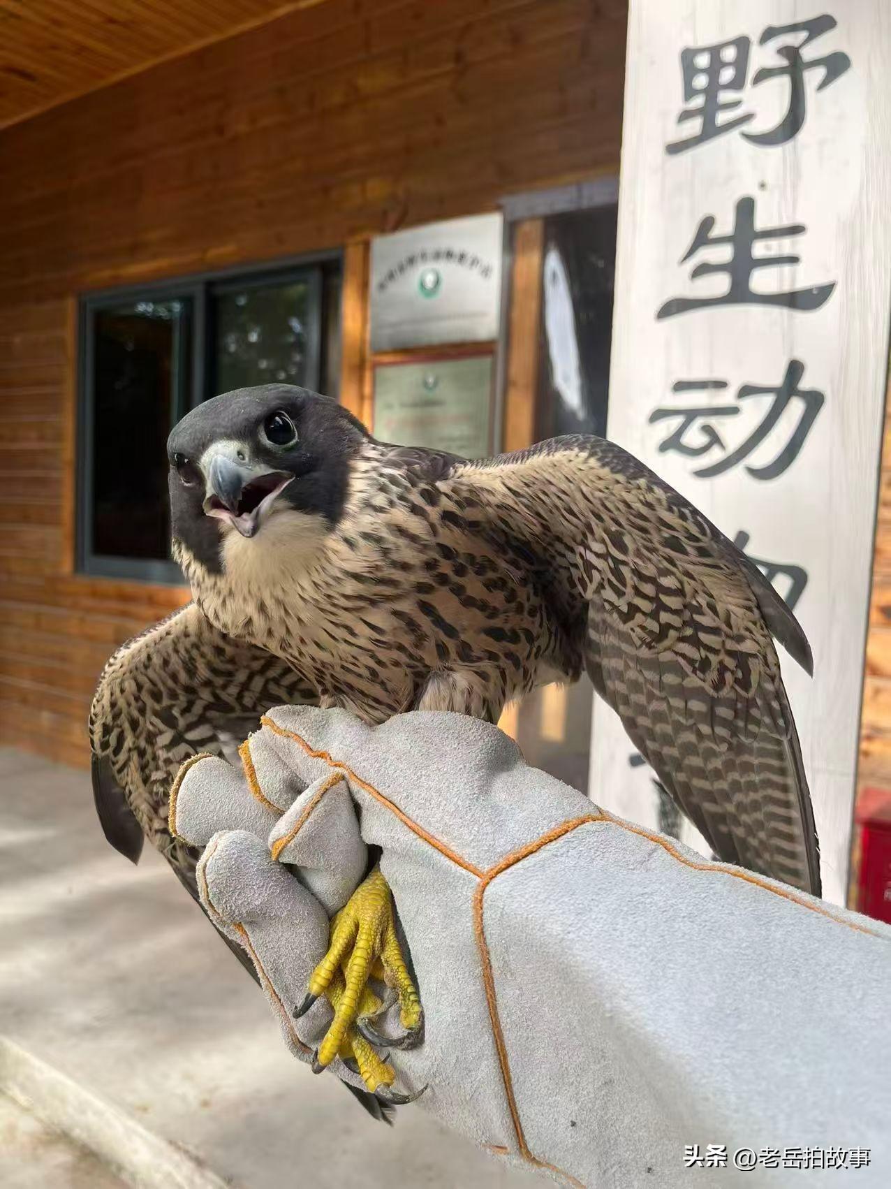 今天(2026年6月25日）郑州市野生动物救护站工作人员，前往郑州市郑东新区黄河