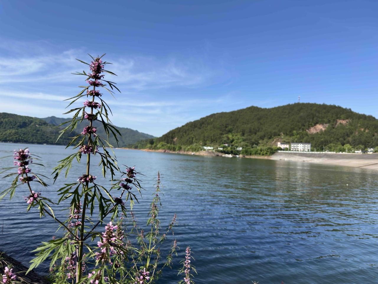 手机相册里漂亮的花朵图片不计其数，这种花却很独特，默默无闻地长在角落里，她却是很