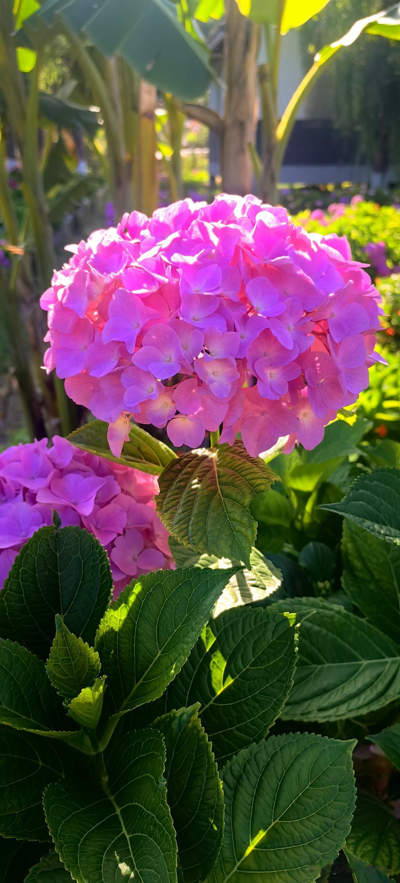 绣球繁花
绣球繁花 绣球实拍 
生来便带着热烈，
却从不喧哗。

将满腔暖意，