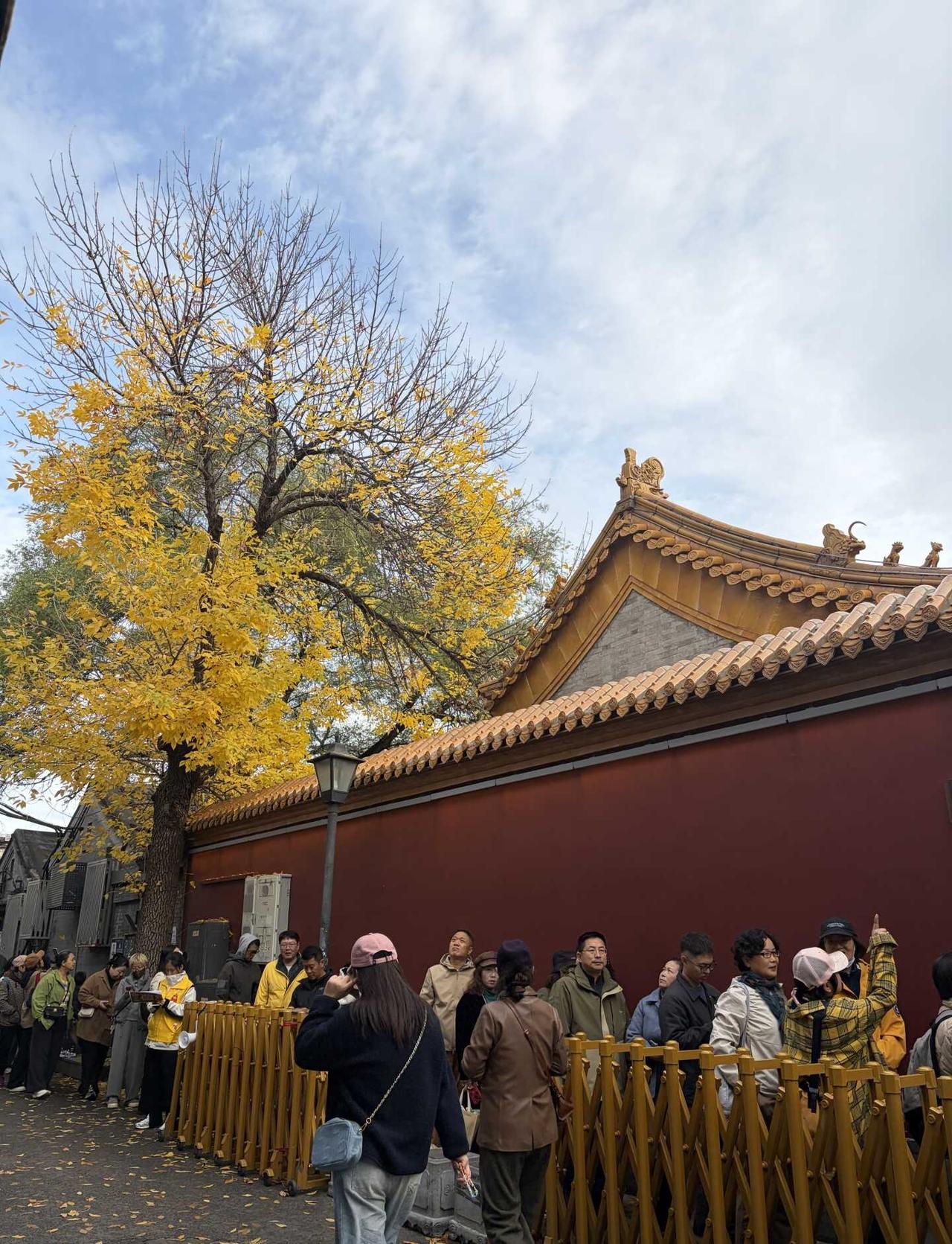 北平的秋是来早了还是没来对地方？
我在北京看古树 抬头看个秋 一张图代表秋天 北