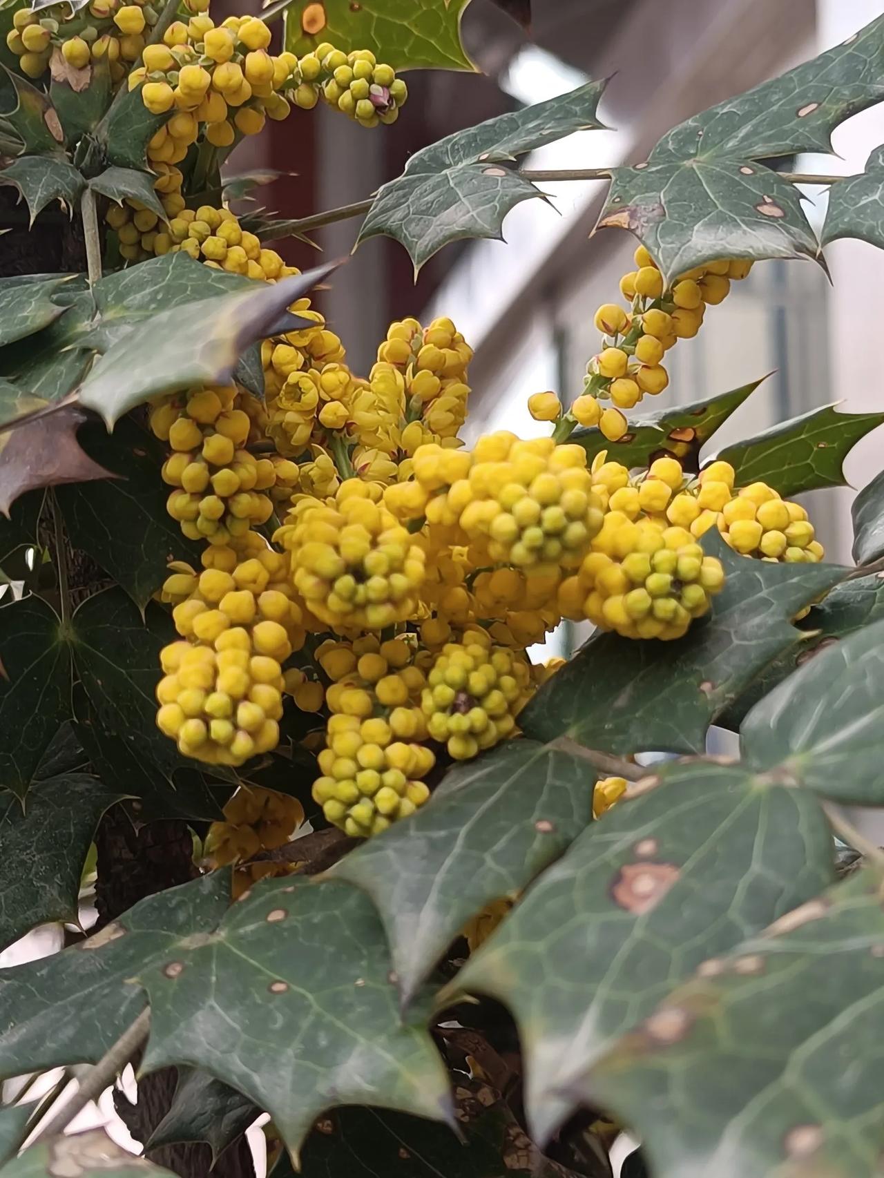 #第一次见中药植物—阔叶十大功劳#