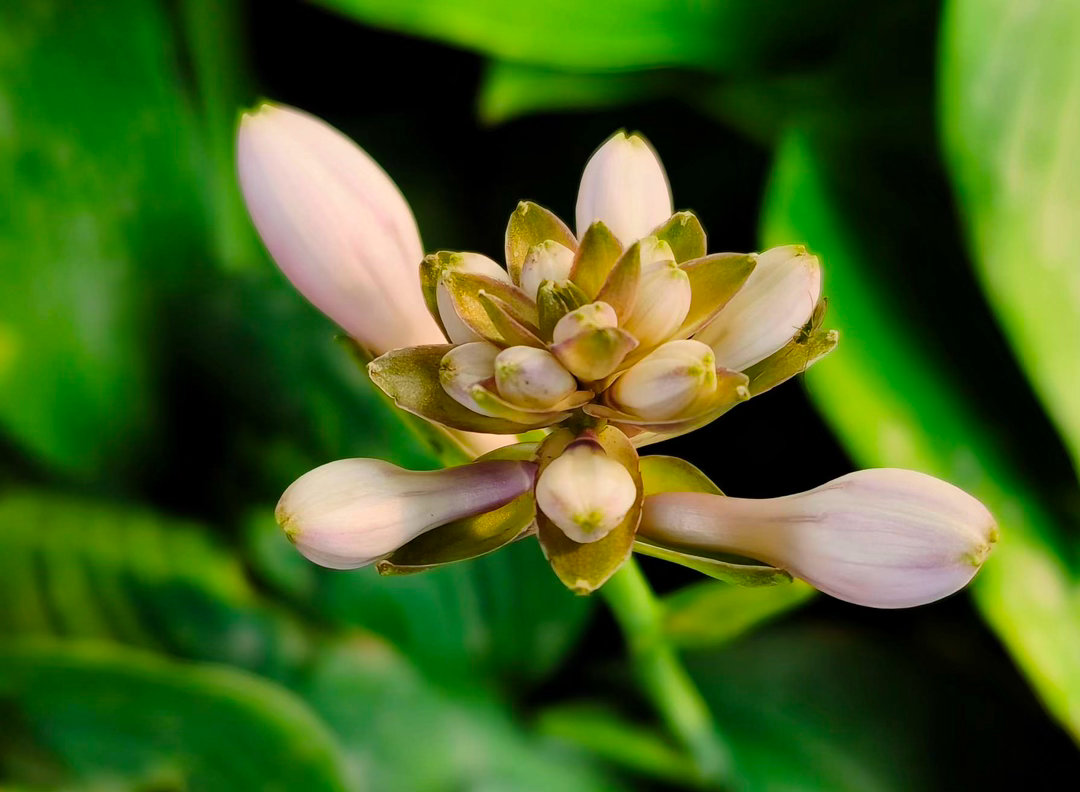 ‎种植 紫萼花”通常指紫萼（学名：Hosta ventricosa，别名紫玉簪）
