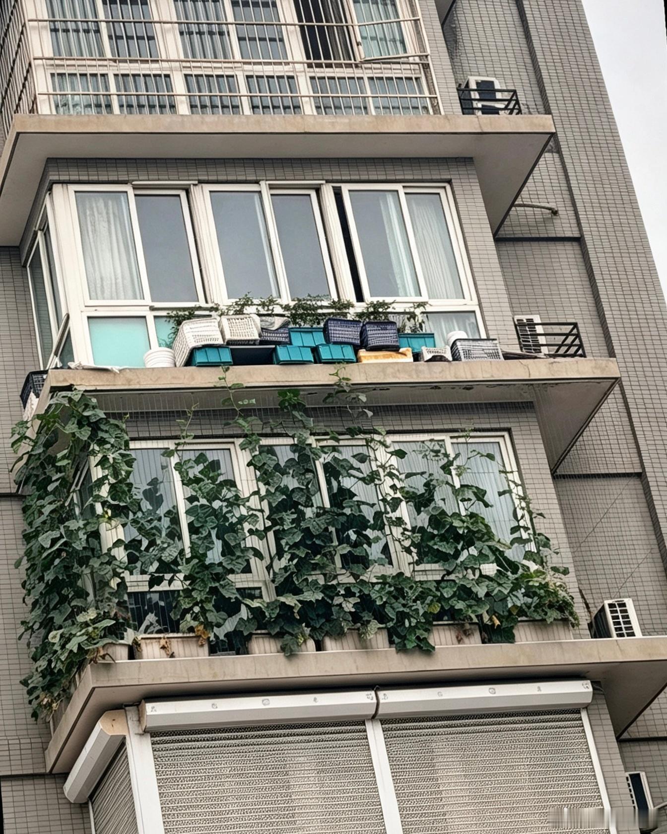 楼上邻居这样种花，都没人管管吗？ 
