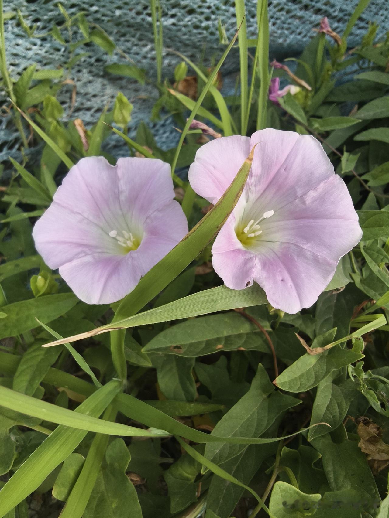 ，什么花都行
清晨的牵牛花如此的鲜艳美丽惹人此花喜好在清晨美丽绽放。