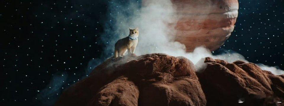 王安宇用大阔折画的猫太传神了 看完王安宇姚安娜这支短片真的眼前一亮，王安宇随手画