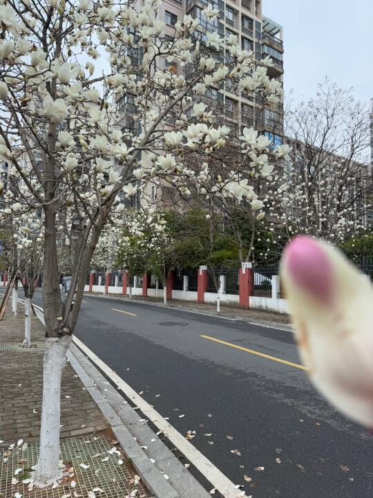 赣州这里☝️赣县路📍玉兰花开了🌼快去拍📷