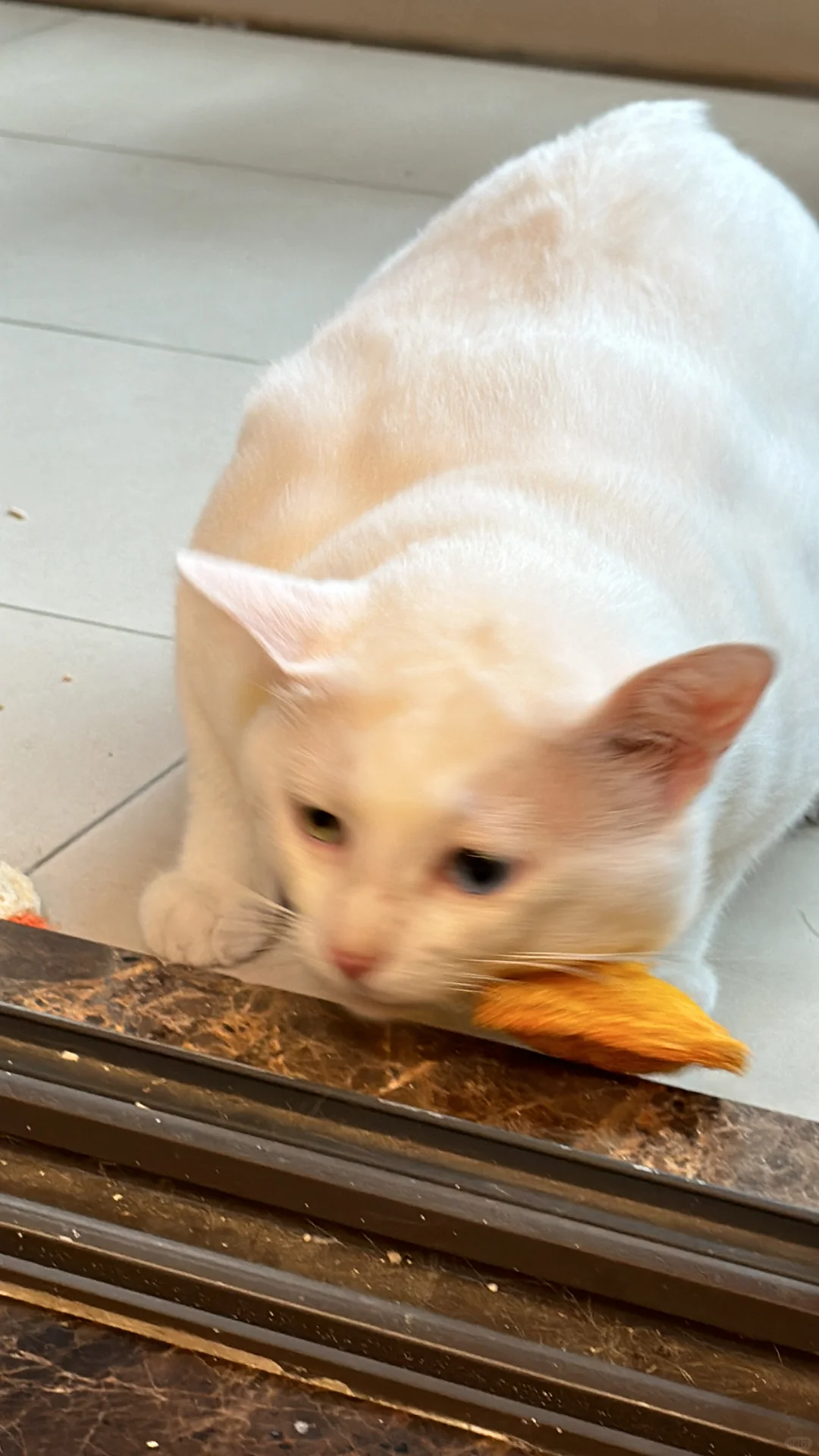 不是吧😧现在猫咪玩具都发展成这样了嘛‼️