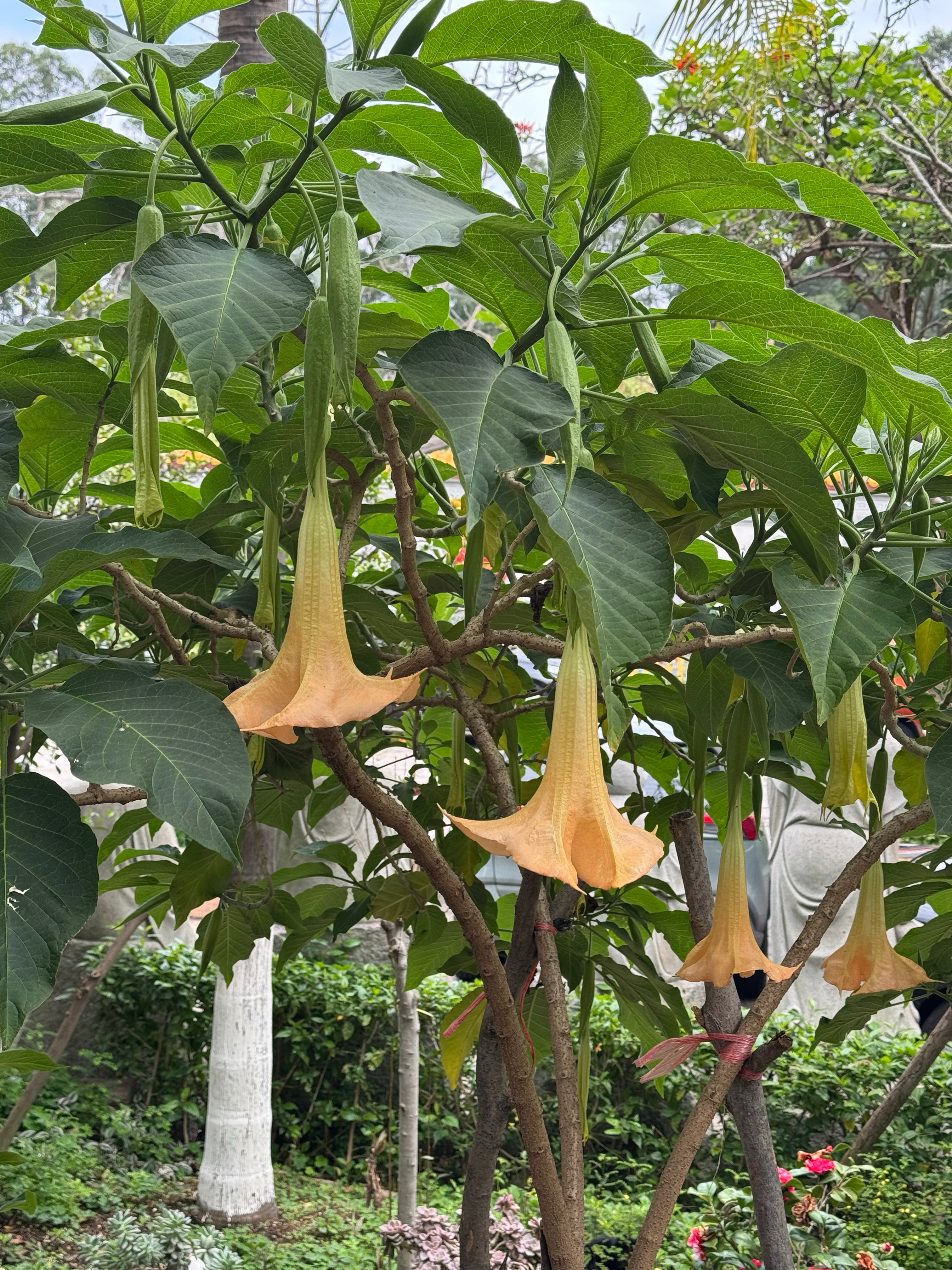 在野外看到这种喇叭花不要靠近不要碰，有毒的。 