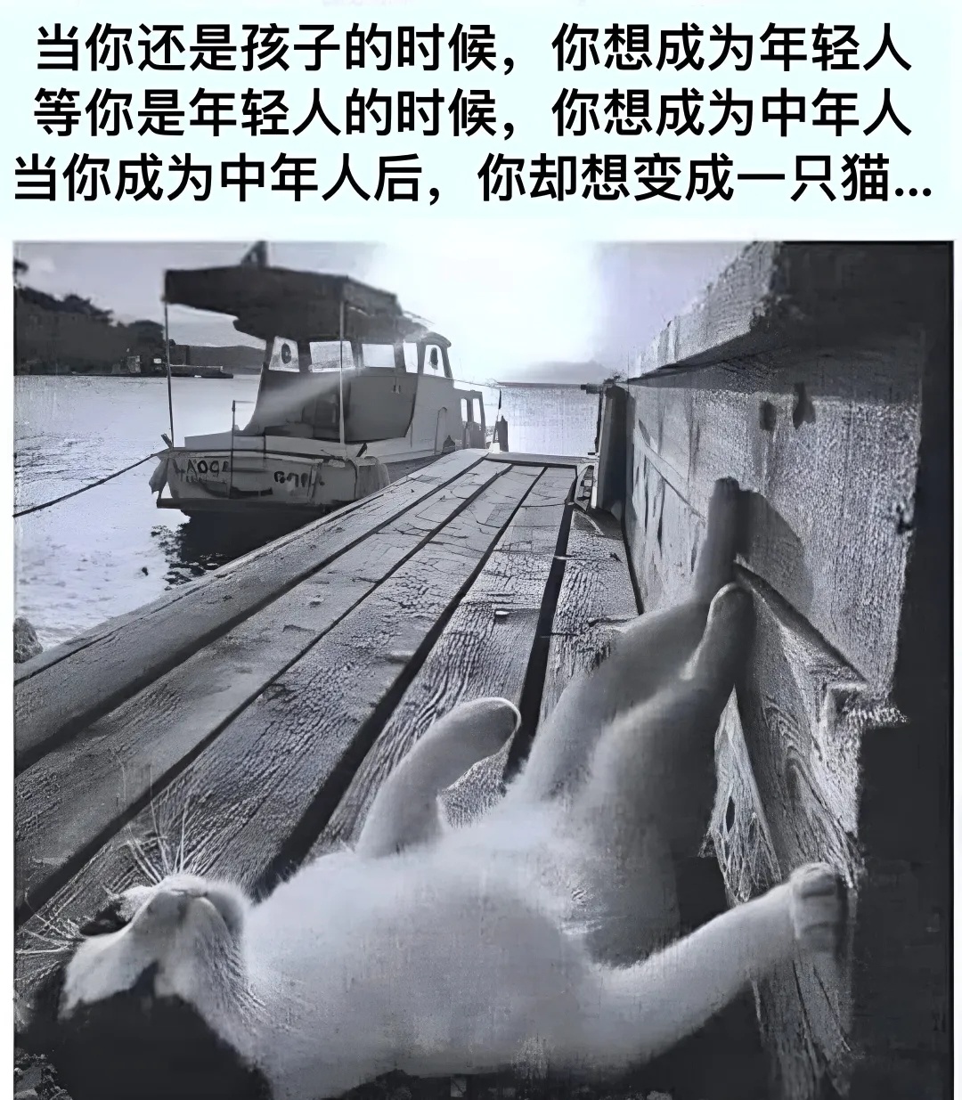 当你成为一只猫后，你觉得这一切都是值得的！(๑òᆺó๑) 一些猫meme  / 