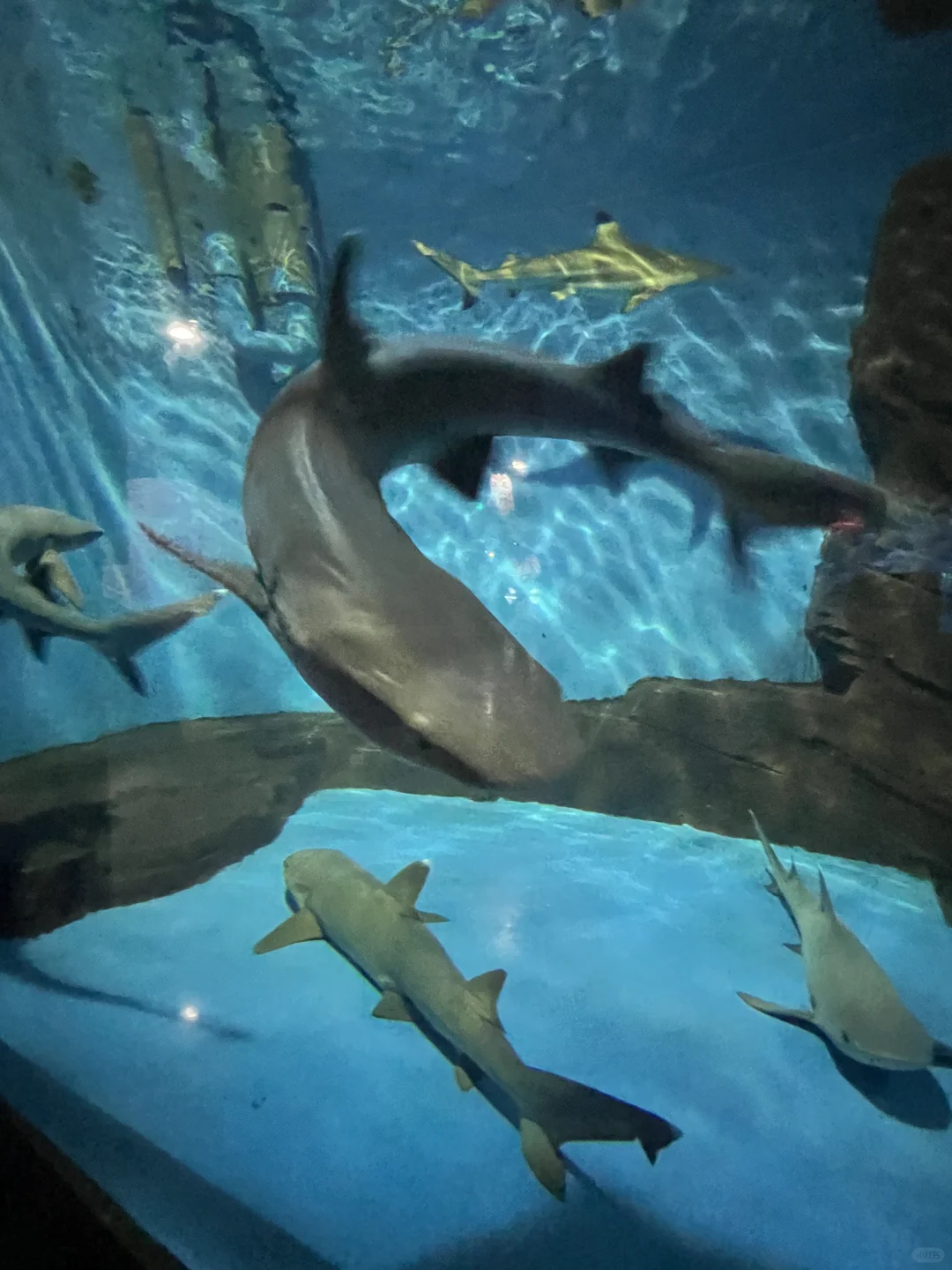 大连新春游玩攻略--老虎滩海洋海洋公园