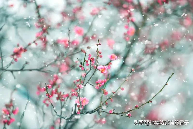 “雪染梅花梅染雪”这上联简直绝了，回文的形式，意境还美，雪和梅相互映衬，8000