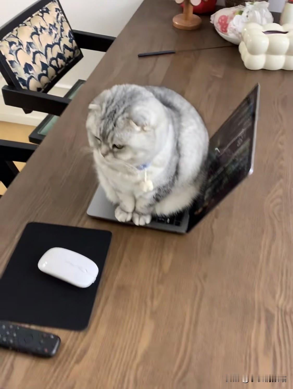 分享我这周有趣的事：猫咪偷偷踩键盘，打出一串乱码发给朋友，对方认真回复，聊了半天