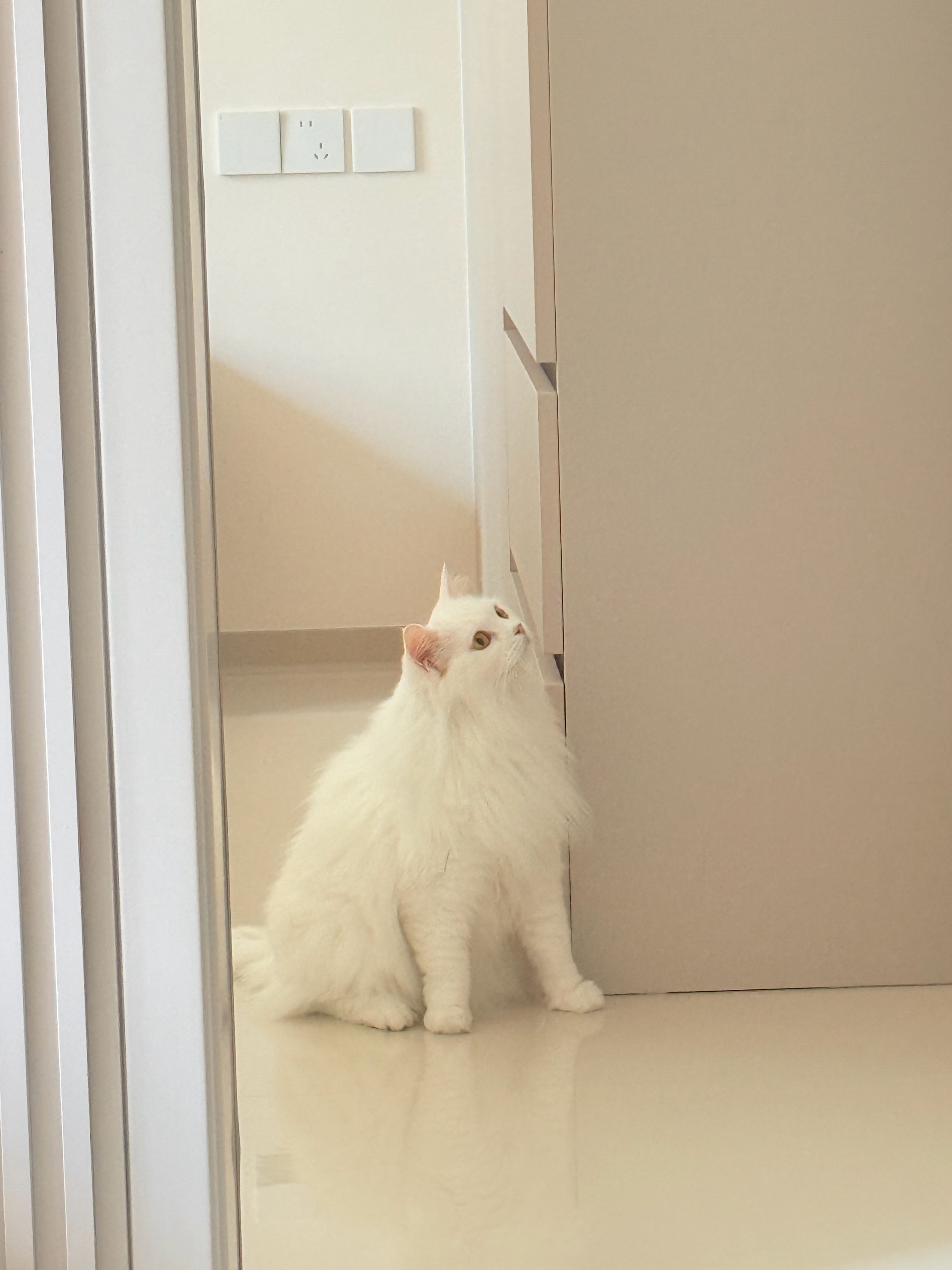 好美的小猫，治愈一切……笑笑的奇妙物语