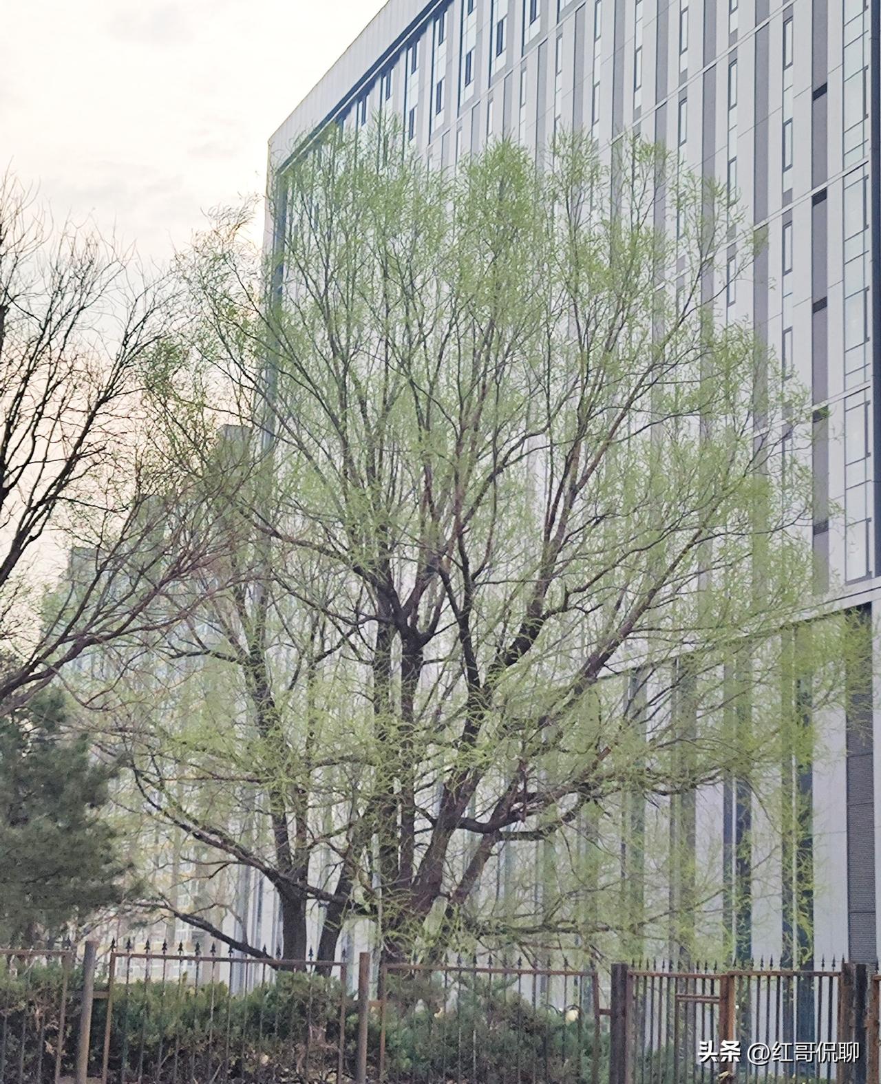 时下柳树出芽，绿嫩恰好，每每看见，不由得想起贺知章的《咏柳》，原诗估计大家都能熟