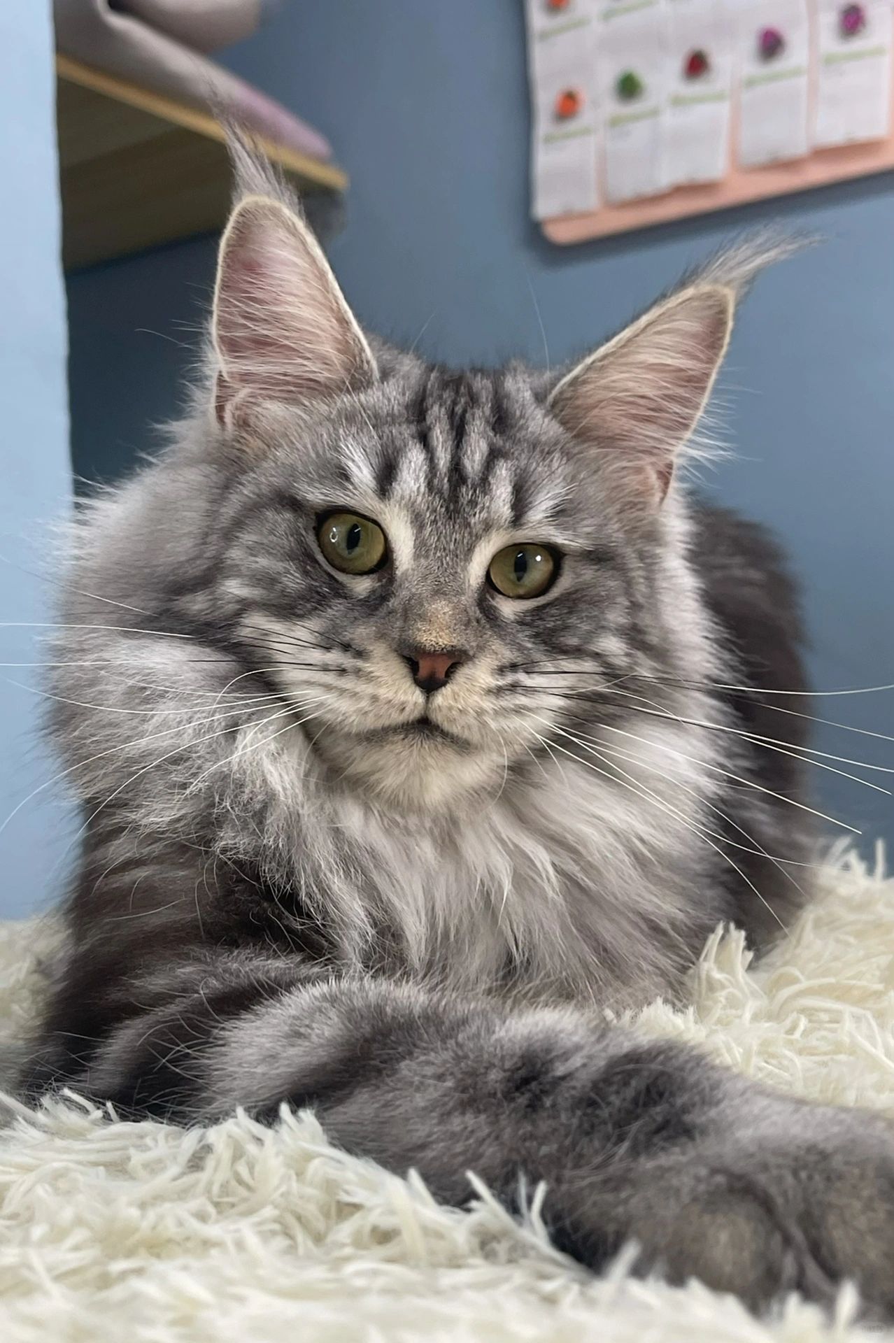 银虎斑缅因妹妹