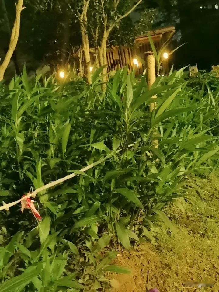 我认为有所负担，反正是我也是想出去玩的[捂脸][捂脸][捂脸]心甘情愿也是不可以
