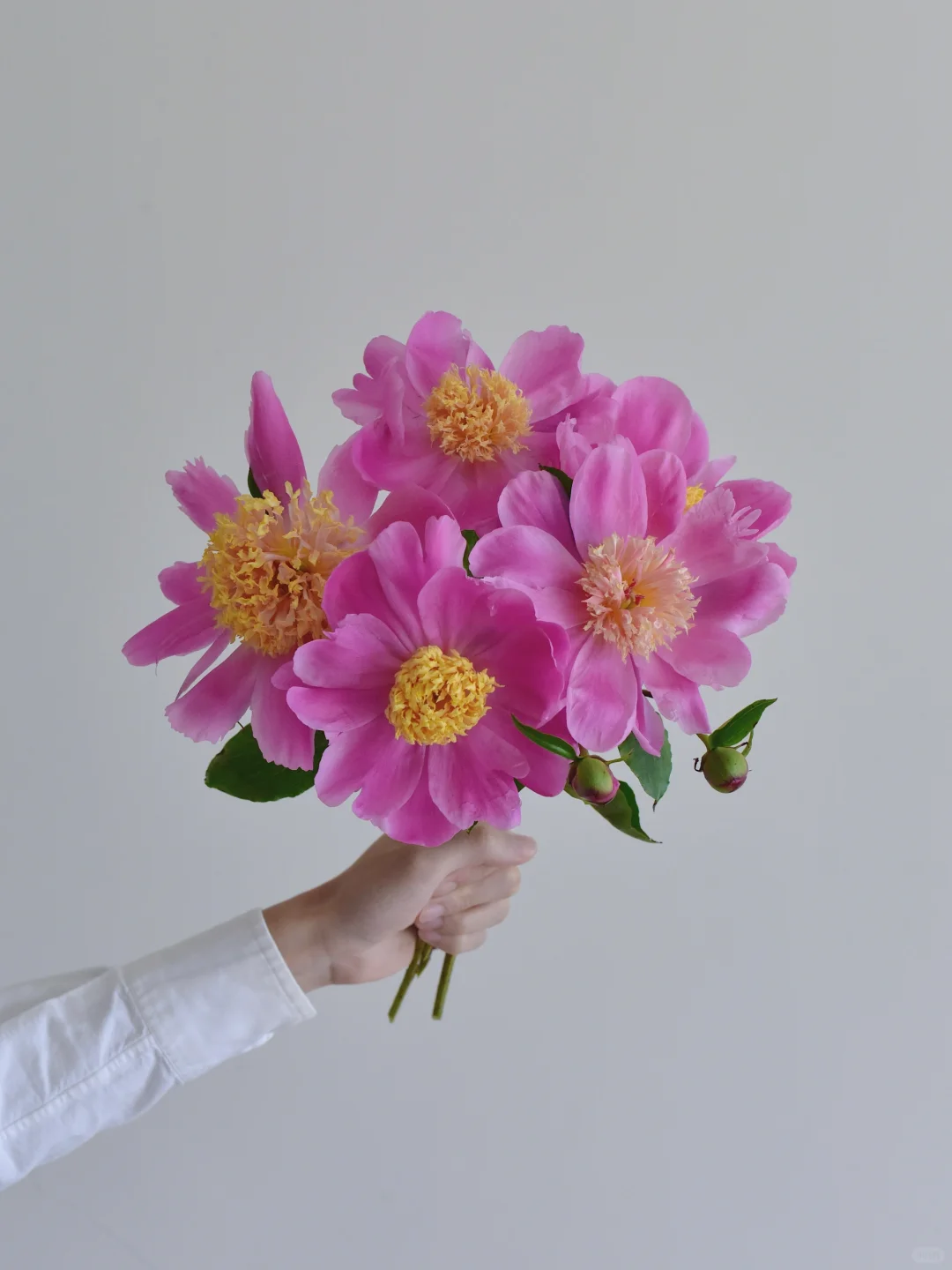 ENS- FARM芍药·Doreen