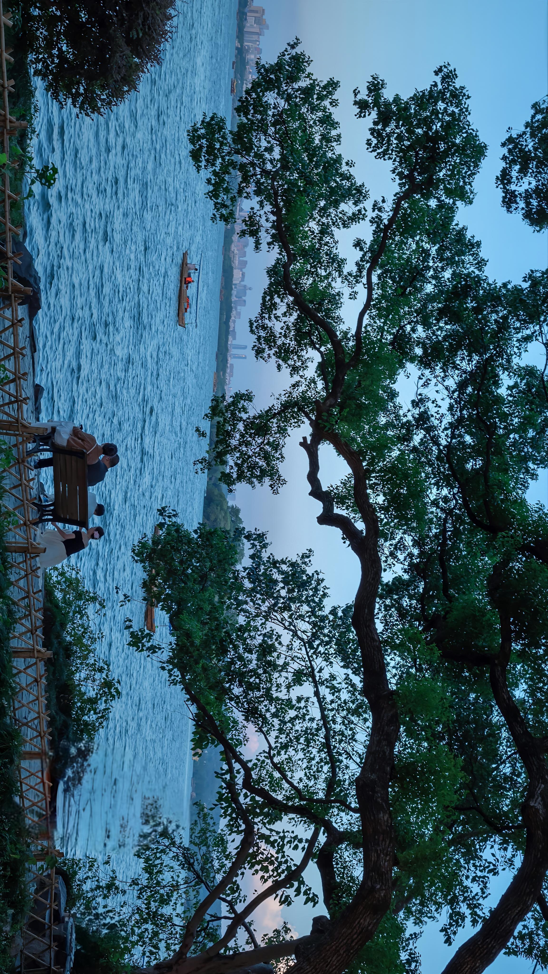 如果你也抬头看树🌳 