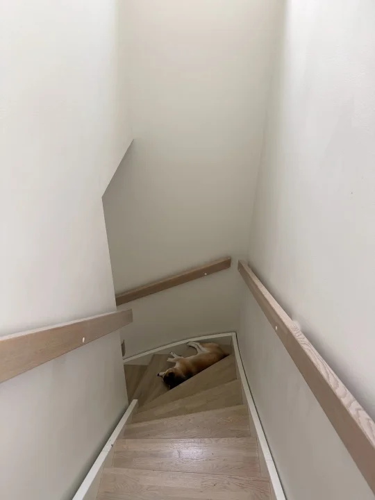 楼梯上长狗了