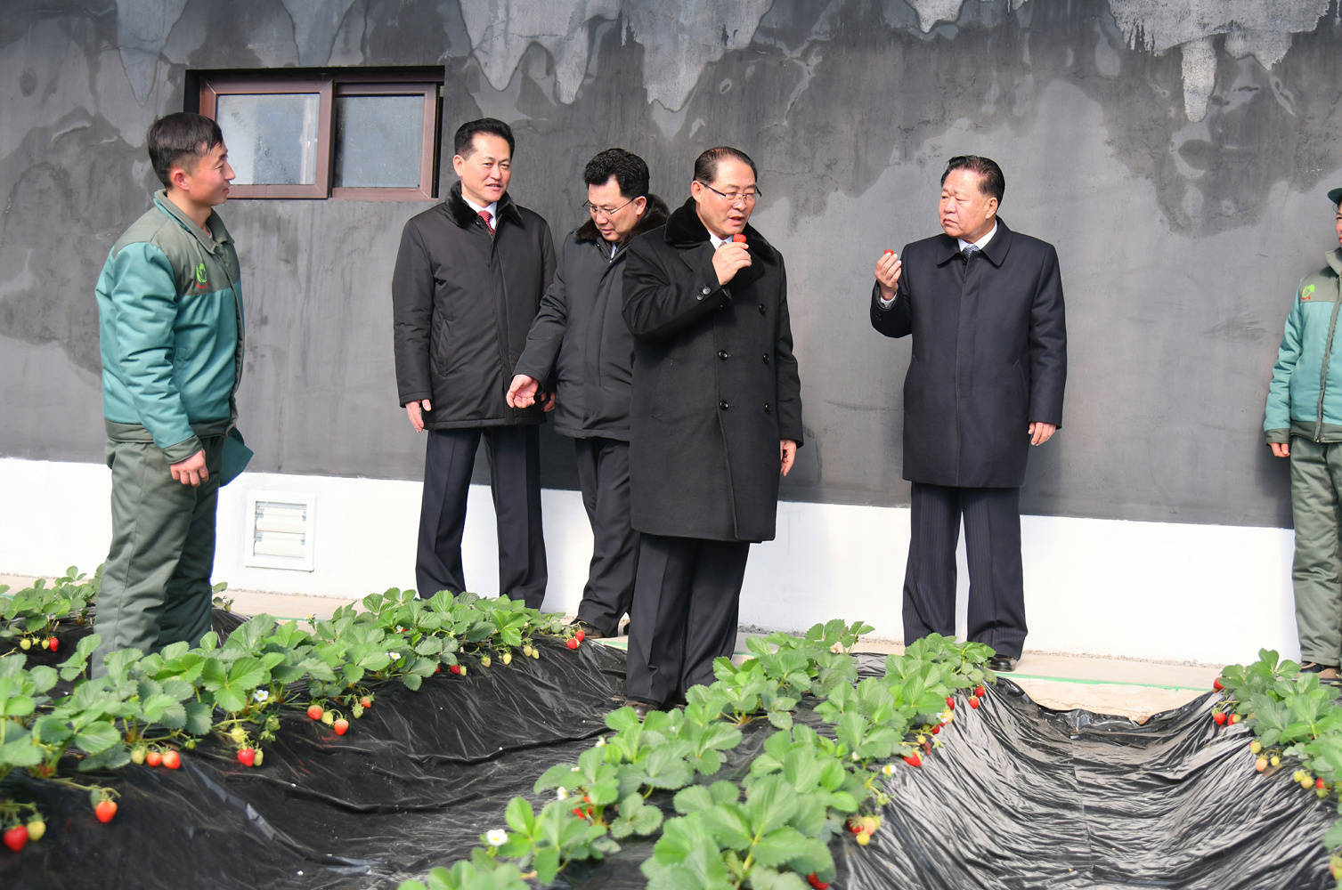 比这个养鸡的草莓还要好