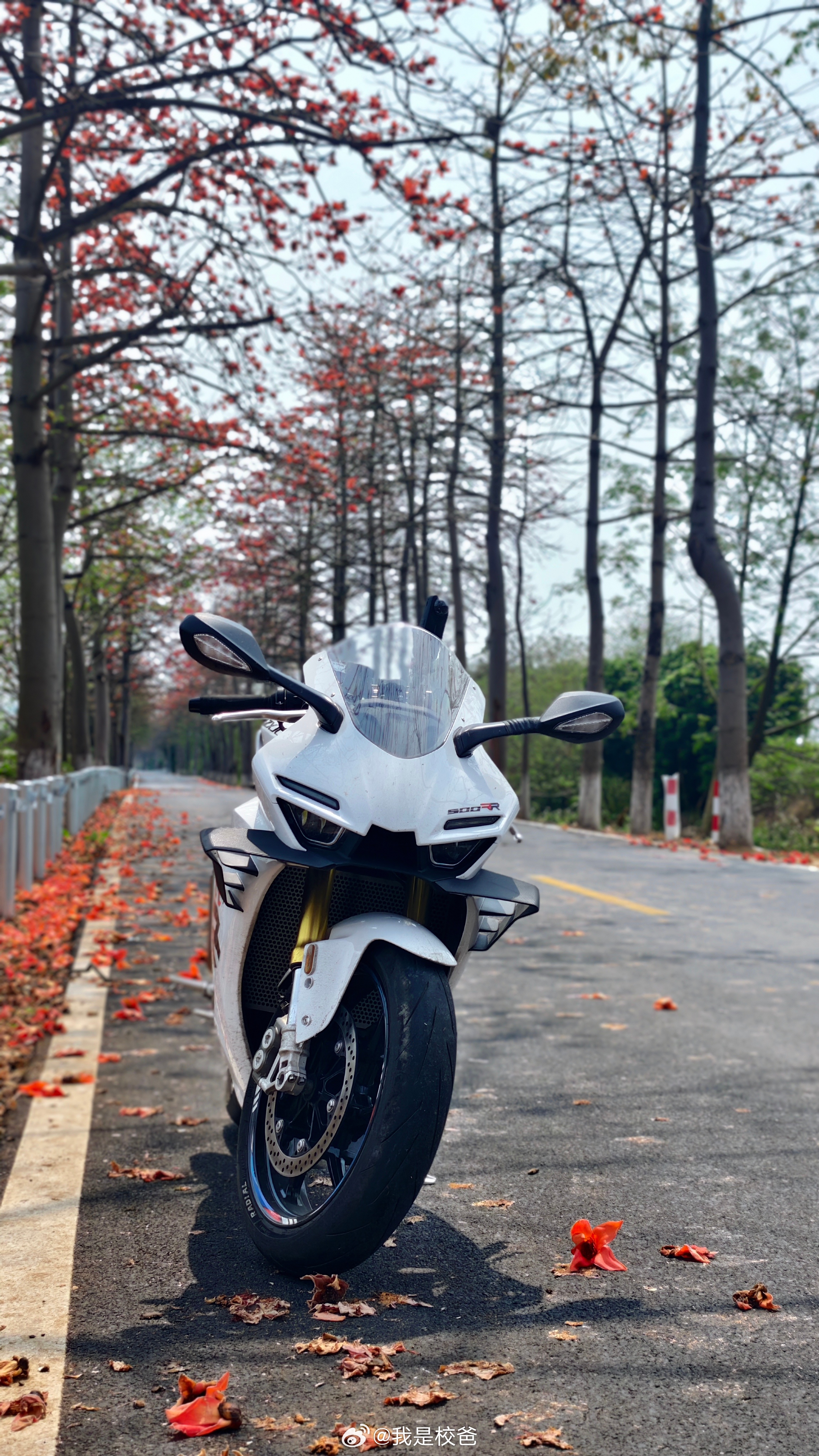 春暖花开各地文旅持续升温vivovivo x fold3系列 春暖花开，英雄树红