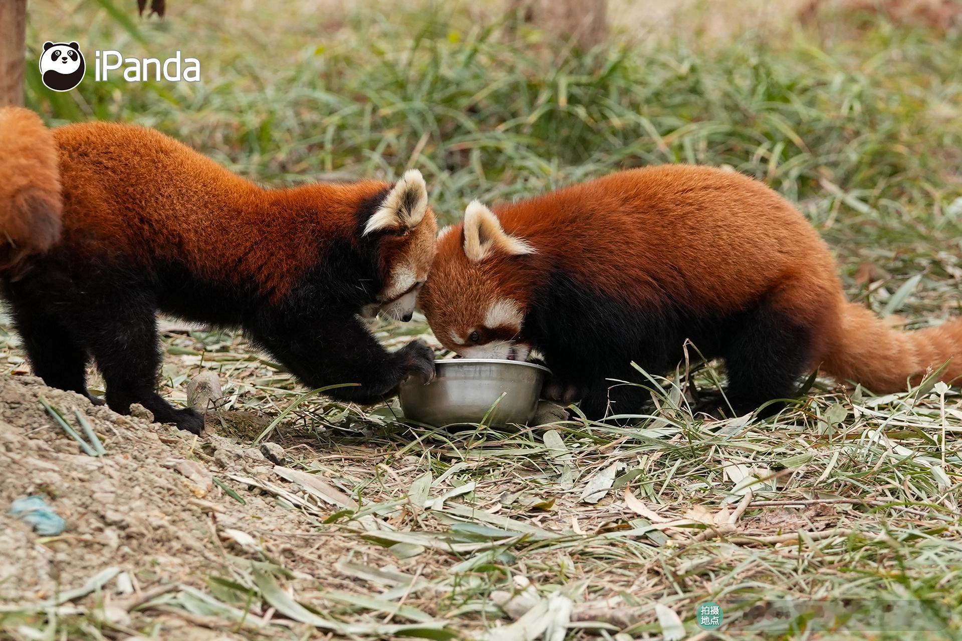 【小熊猫的治愈从早安开始🌟】发言熊：小熊猫名熊名言：和好朋友贴贴干饭，就是治愈