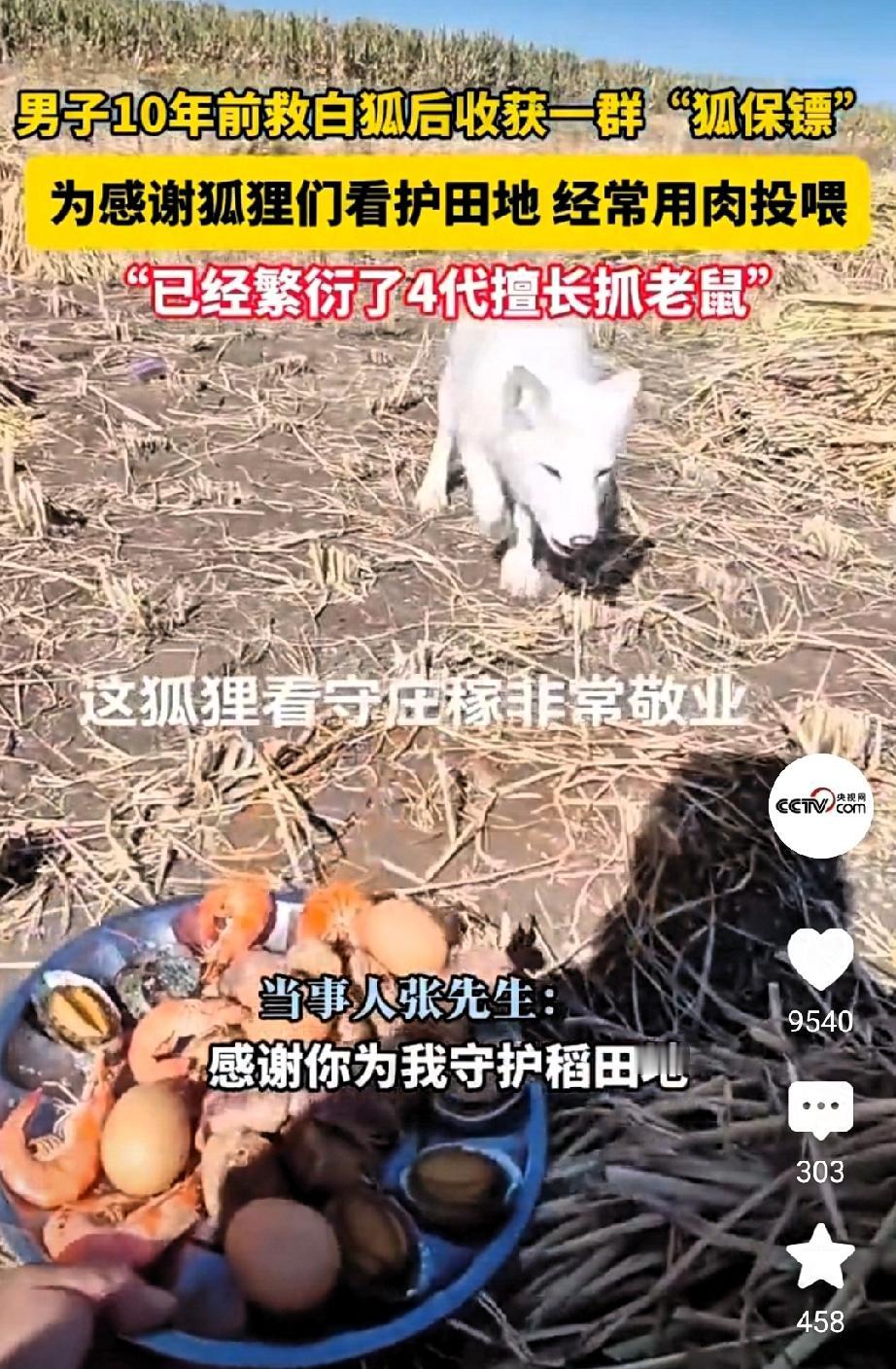 10年前善举救下白狐，如今竟得一群“狐保镖”守护，这份跨越物种的报恩情谊太动人，