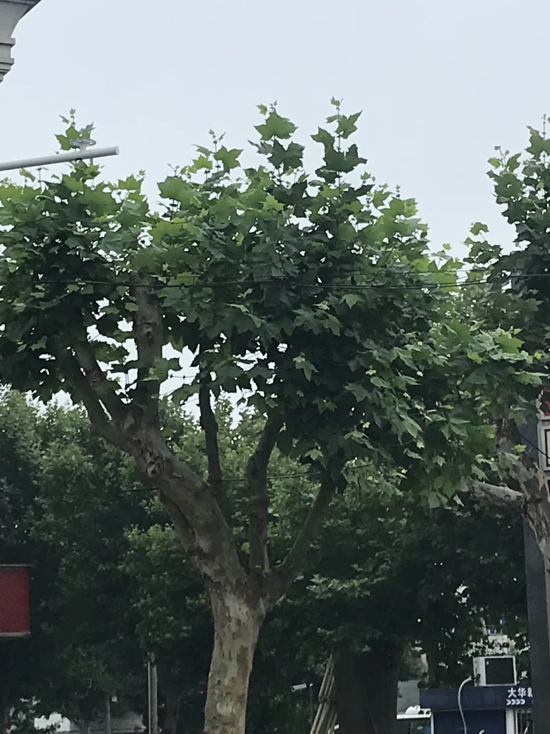 一颗大树