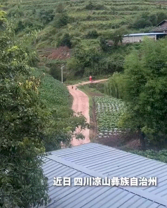 笑不活了！四川，俩小孩去给爷爷奶奶送粽子，可在返程途中，妈妈就在家里听到孩子们在