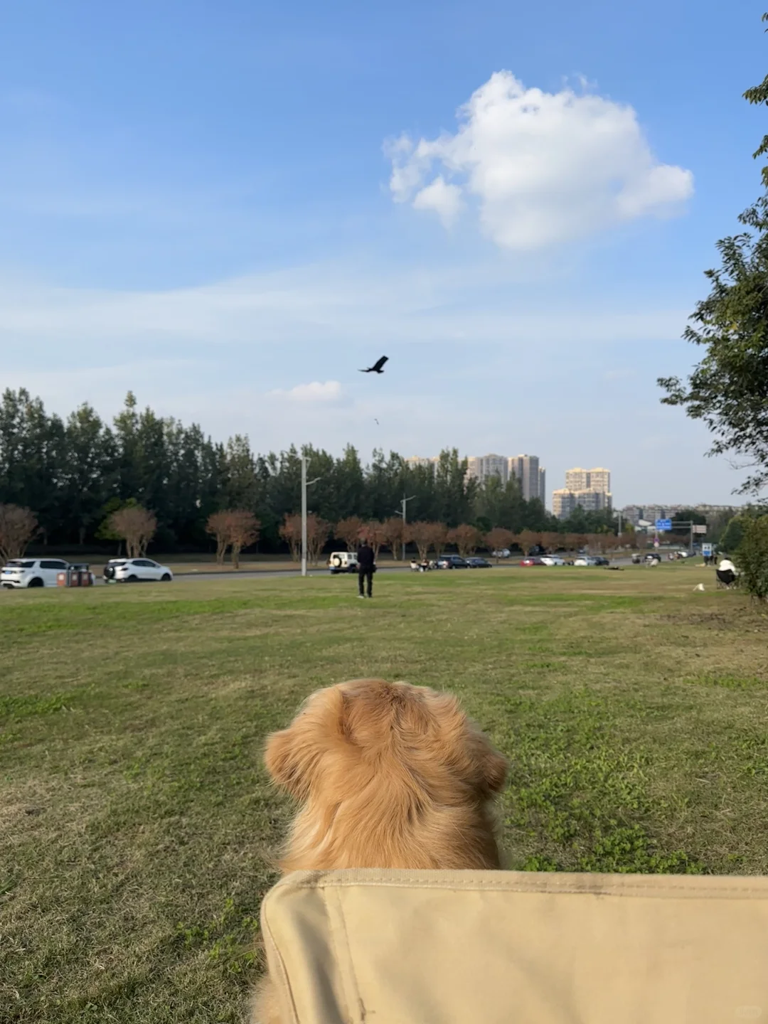 live图的意义：小狗在公园看老爷爷放风筝🪁