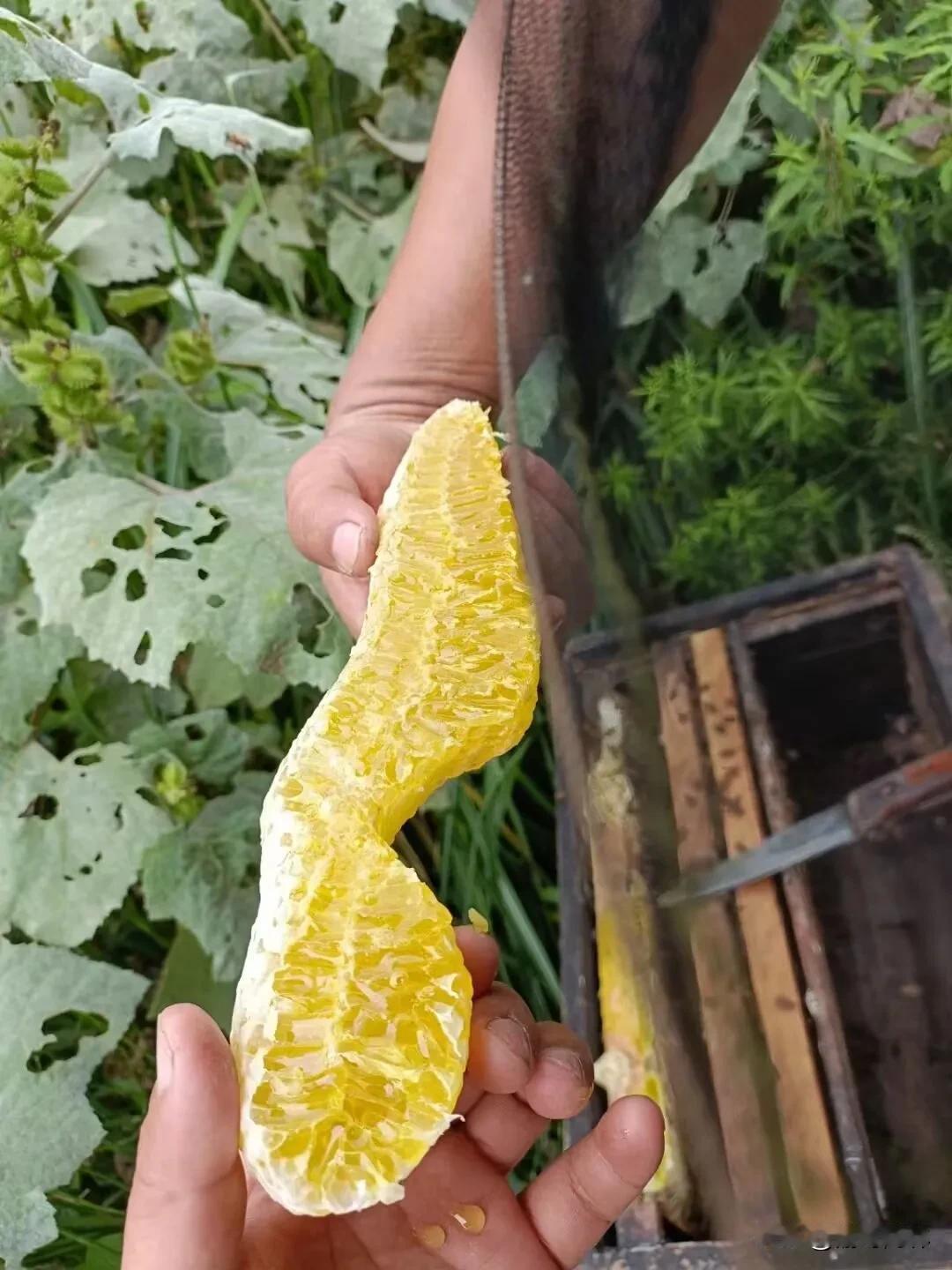来自重庆大山里的馈赠，真正自然的味道，大山里的味道
买土蜂蜜找林哥，绝对的高山土