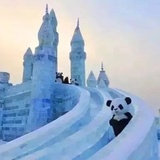 大虎热逛体育