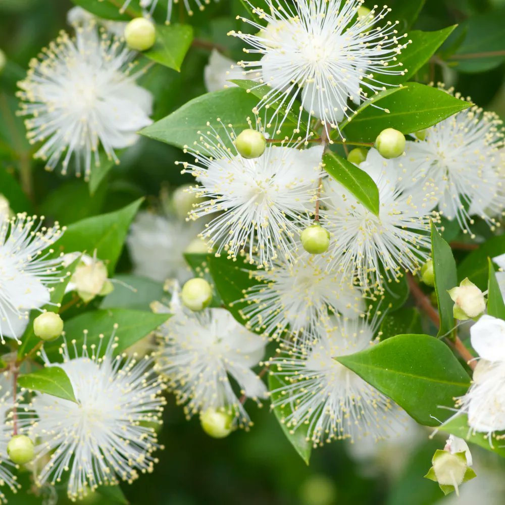 香桃木（Myrtus communis 香桃金娘）英语myrtle，日语ギンバイ