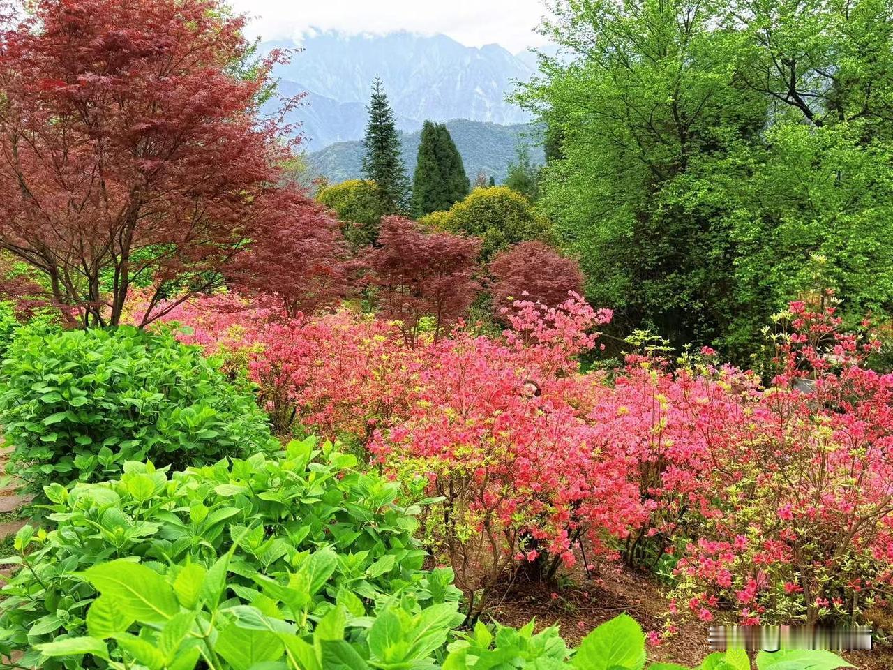 无忧谷的杜鹃花开了🌼
白居易用“回看桃李都无色，映得芙蓉不是花”来赞美娇艳的杜