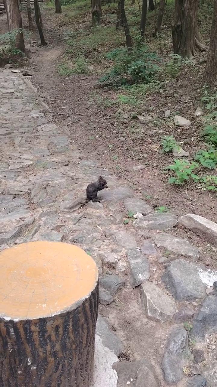 下来，大点给，吃完它不就跑了。这吃挺香，吃饱了，不下来了。