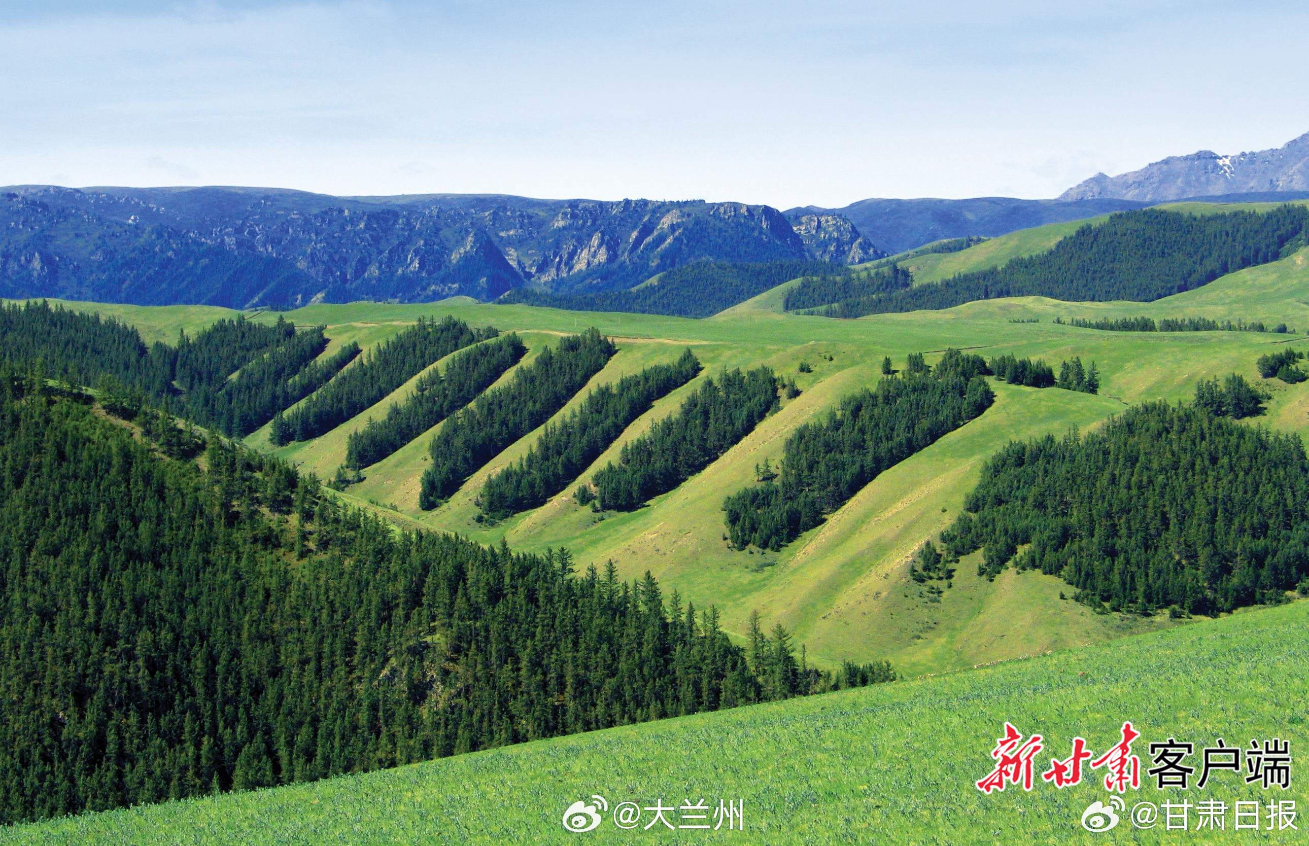 上半年甘肃完成大面积草原治理【甘肃省上半年完成退化草原修复379.54万亩】记者