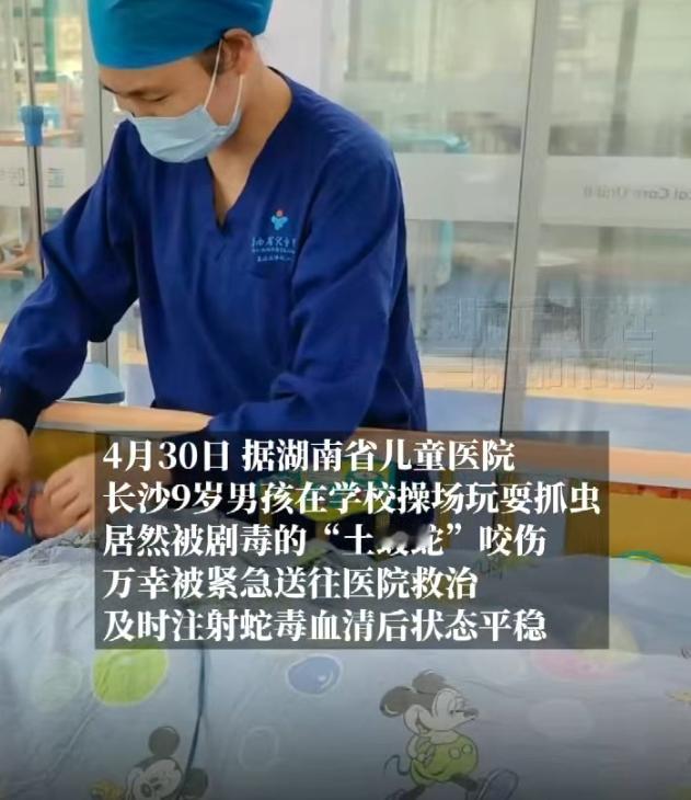 4月30日湖南，一名9岁男童在学校操场玩耍时，意外被剧毒短尾蝮蛇咬伤。事发后老师