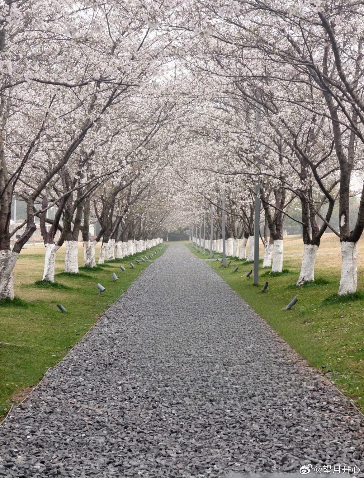 杭州大屋顶樱花（来自🍠网友大樱子）这个周末赏花最是好时节杭州